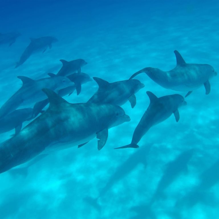 Sailing Tiwal with dolphins arround
