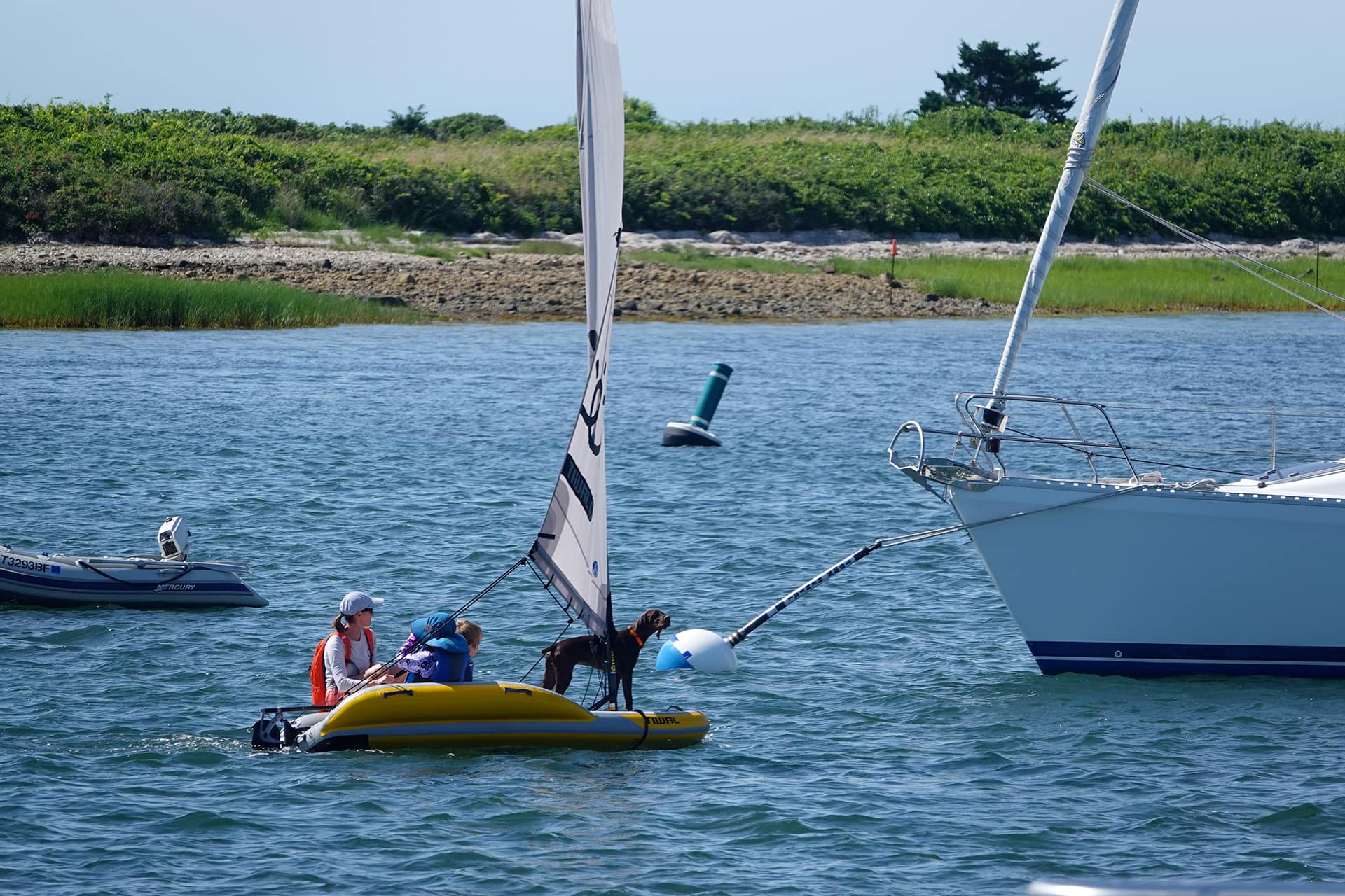 Sailing a dinghy with a dog onboard