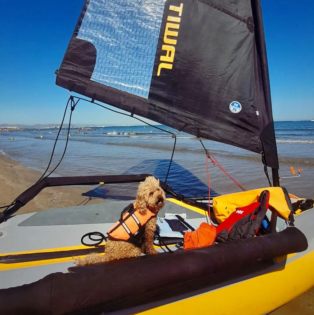 Puppy onboard a sailing boat